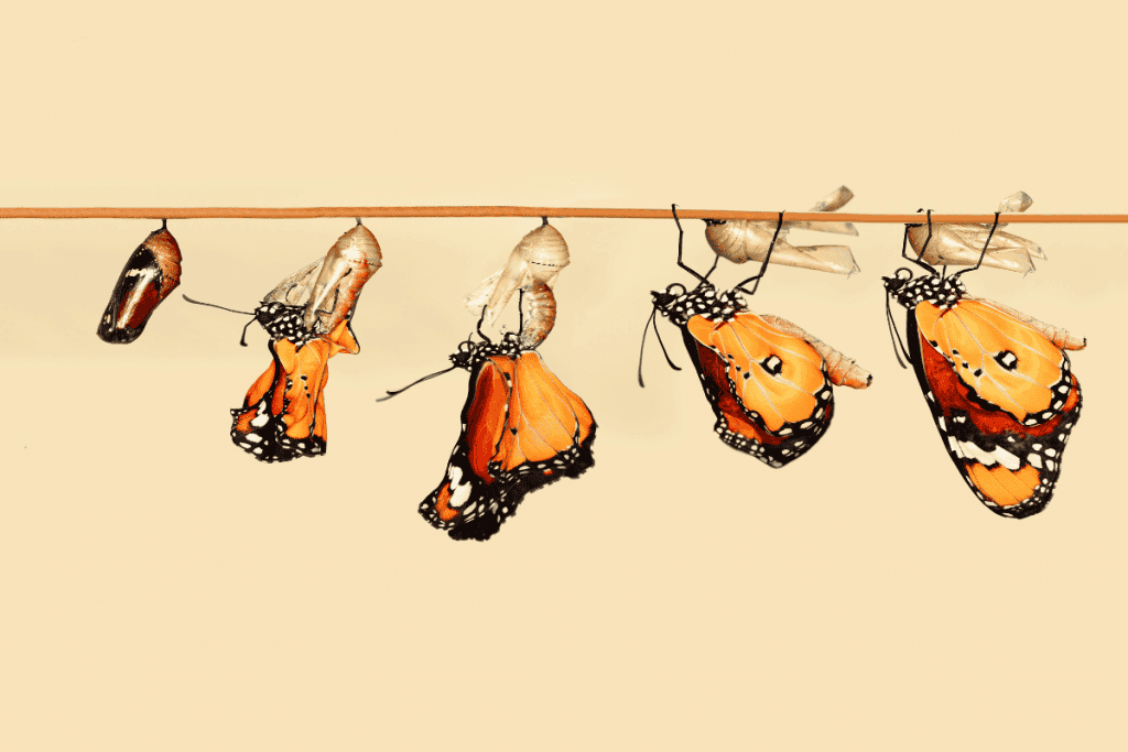 Transformational Leadership - KNOLSKAPE